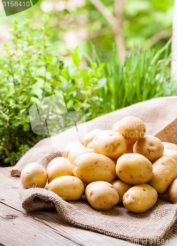 Image of Farm fresh  potatoes on a hessian sack