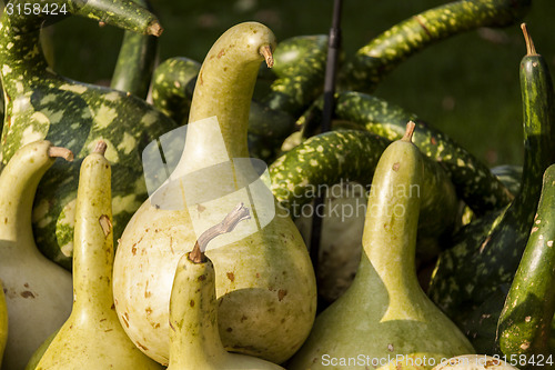 Image of Kalebassenkürbirs cucurbita pumpkin pumpkins from autumn harves