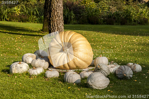 Image of Cucurbita Maxima Giant Pumpkin cucurbita pumpkin pumpkins from a