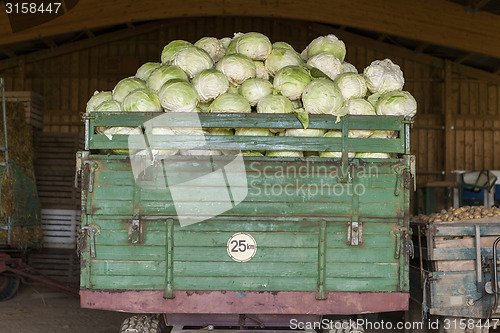 Image of Freshly harvested potatoes and cabbages