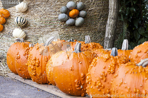 Image of Halloween big Halloween cucurbita pumpkin pumpkins from autumn h