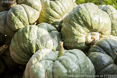 Image of Triamble Tristar cucurbita pumpkin pumpkins from autumn harvest