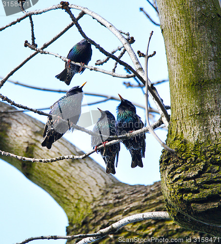 Image of Four uties singing