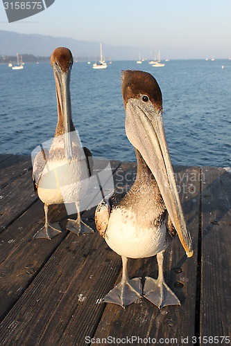 Image of California Pelicans