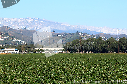 Image of Strawberry Field