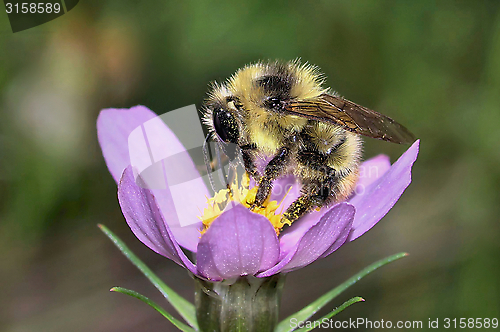 Image of Busy Bee