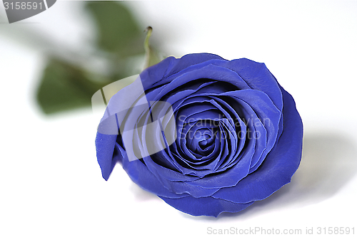 Image of The Blue Rose