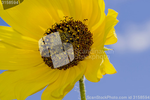 Image of Yellow Flower