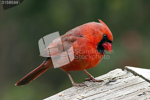 Image of Northern Cardinal