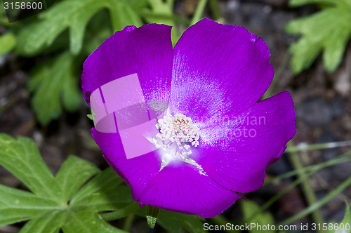 Image of Purple Flower