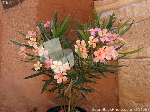 Image of Pink Oleander