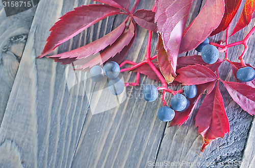 Image of autumn leaves