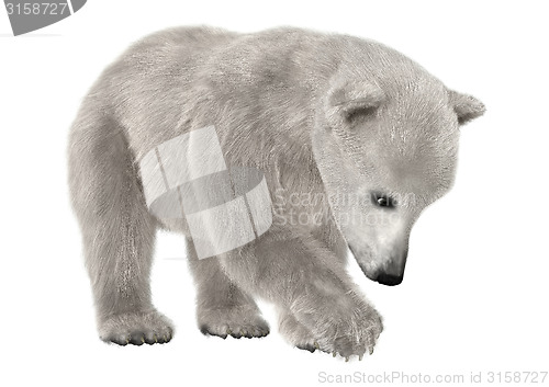 Image of Polar Bear