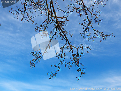 Image of branches on the clouds sky