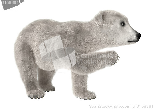 Image of Baby Polar Bear