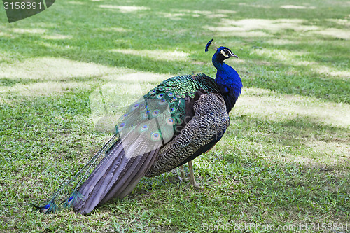 Image of Peacock on grass