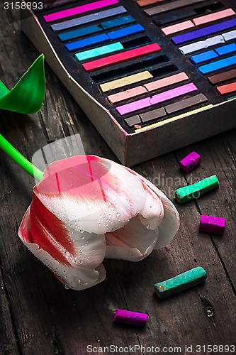 Image of Tulip red white color and box with crayons