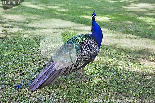 Image of Peacock on grass