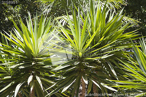 Image of Palm trees