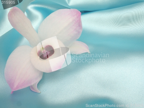 Image of Orchid on blue satin - 3
