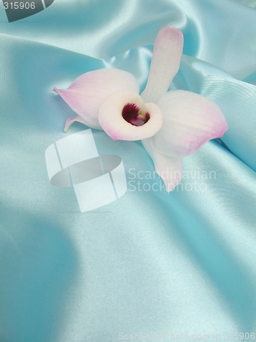 Image of Orchid on blue satin - 4