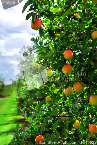 Image of Apple orchard