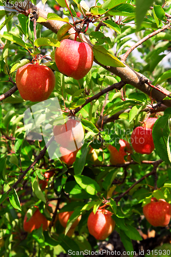 Image of Apple orchard