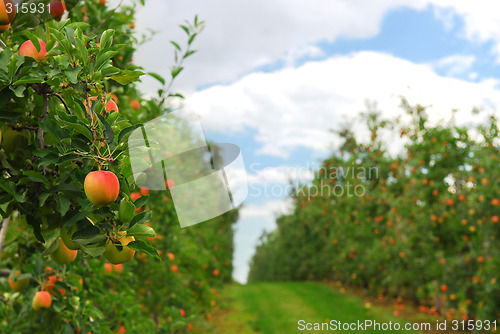 Image of Apple orchard