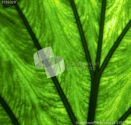 Image of abstract  background  macro close up of a  green  