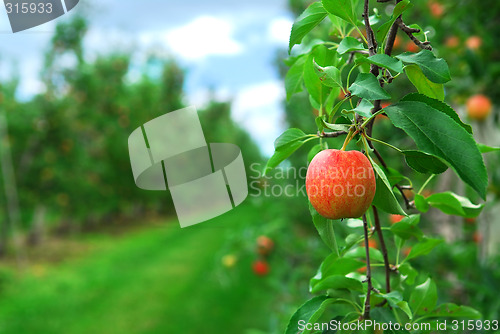 Image of Apple orchard