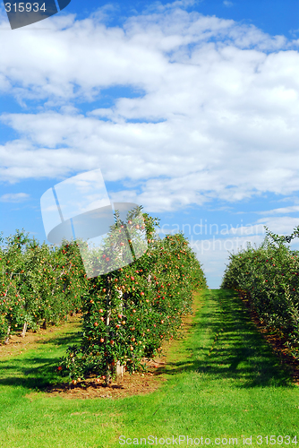 Image of Apple orchard