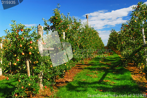 Image of Apple orchard