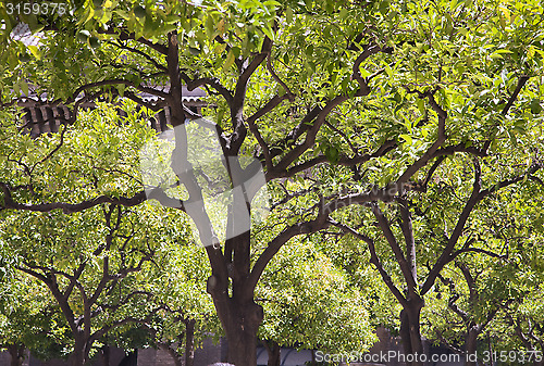 Image of Trees in backlight