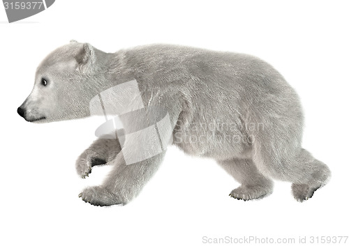 Image of Polar Bear