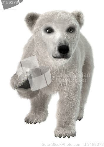 Image of Polar Bear