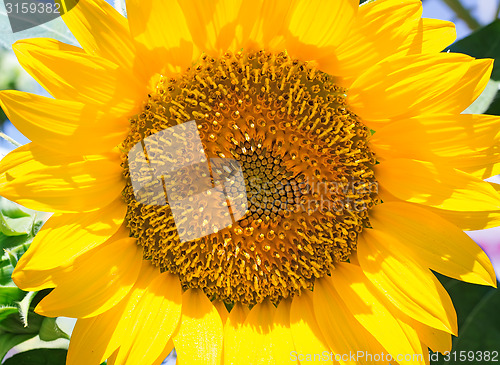 Image of Large flower sunflower with leaves. Presents closeup.