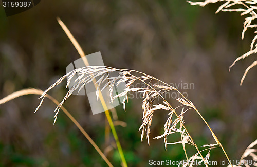 Image of The stems of dried grass on a dark background.