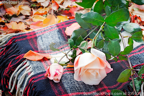 Image of Beautiful white rose and plaid among the yellow autumn leaves