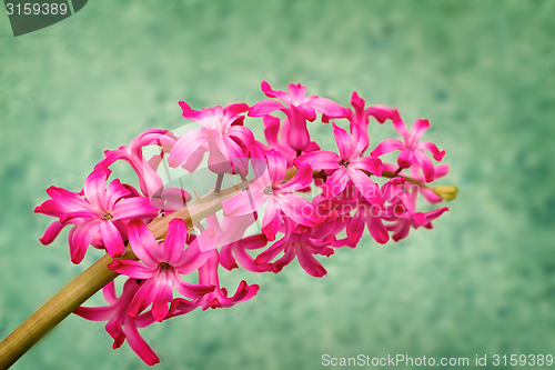 Image of Blooming hyacinth on a light green background.