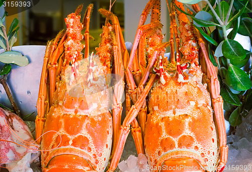 Image of Lobster: marine crustaceans of the Mediterranean sea.