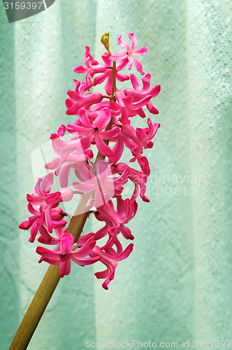 Image of Blooming hyacinth on a light green background.