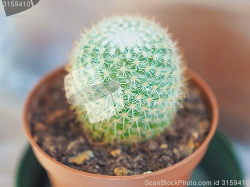 Image of Cactus plant