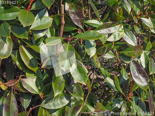 Image of Green foliage