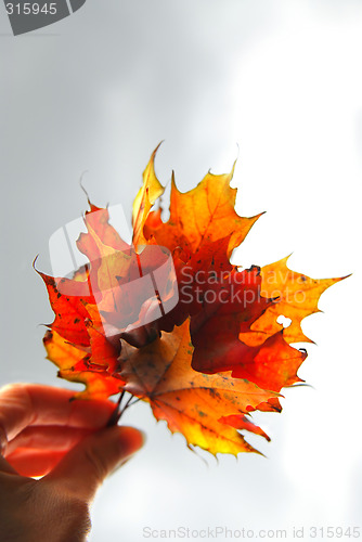 Image of Maple leaves in hand