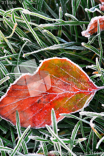 Image of Frosty leaf