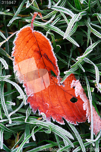 Image of Frosty leaf