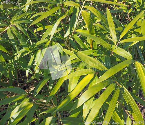 Image of Bamboo tree