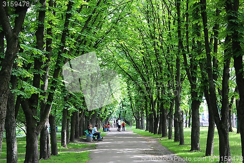 Image of Beautiful park with many green trees