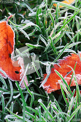 Image of Frosty leaves