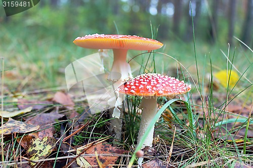 Image of pair of red toadstools in the forest